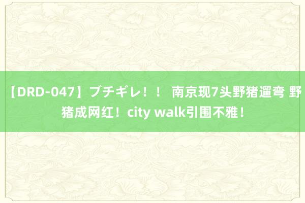 【DRD-047】ブチギレ！！ 南京现7头野猪遛弯 野猪成网红！city walk引围不雅！